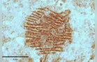 Arqueólogos descobrem impressão digital de 43 mil anos; 'Ritualístico'