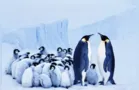 Pesquisadores alertam: pinguins-imperadores correm risco de extinção