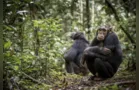 Entenda por que animais não podem falar como os humanos
