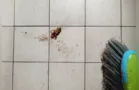 Baratas nunca mais! Dois itens que funcionam como repelentes caseiros