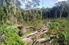 Dono de fazenda leva multa de R$ 21 mil após destruir área nativa em Jaguariaíva