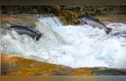 Cientistas descobrem espécie de animal que não precisa de oxigênio