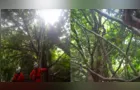 Rapaz que desapareceu em março é localizado em árvore de 10 metros
