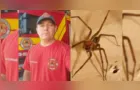 Bombeiro morre após ser picado por aranha-marrom em SC