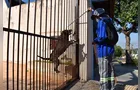 Ataques de cães prejudicam trabalho de leituristas, garis e carteiros em Tibagi