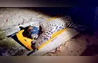 Ossos são achados em fezes de onça-pintada que matou caseiro