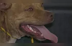 Pitbull escapa e ataca cachorro em rua do 'Nova Rússia'