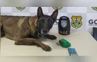 Bolt encontra 150 gramas de maconha em área de mata no 'Boa Vista'