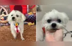 Tutora pede ajuda para encontrar 'Nico', cachorro que desapareceu em PG