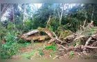 Homem é autuado em R$ 100 mil por crime ambiental em São Mateus do Sul