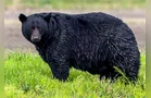 Urso preto ataca e mata idoso e cachorro na Flórida
