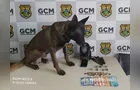 Homem esconde drogas nas partes íntimas e acaba detido por 'Bolt' em PG