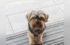 Moradores pedem ajuda para encontrar cachorro desaparecido na 'Ronda'