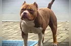 Cachorro de criança autista desaparece em PG; família pede ajuda