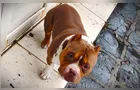 Com ajuda da população, cão de criança autista é localizado em PG
