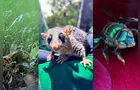 Programa de fauna da Ponte de Guaratuba já monitorou 18 mil animais