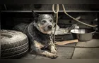 MP denuncia por maus-tratos homem que mantinha 14 cães confinados em Curitiba
