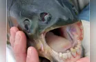 Conheça peixe 'com dentes de humano' famoso por atacar nadadores