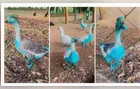 Aves ficam azuis após vazamento de corante; entenda