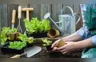 Como montar um mini jardim de plantas místicas em casa