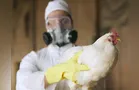 Brasil tem 1º caso de gripe aviária em granja comercial, diz governo