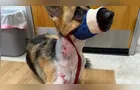 Cachorro é atacado por jacaré, levado para lago e sobrevive ao ‘giro da morte’