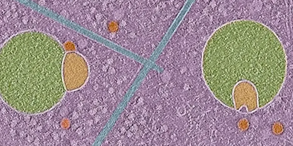 Cientistas descobrem parte nunca vista das células humanas