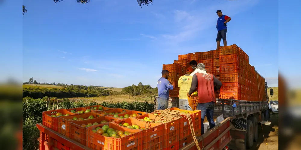 Agricultura está entre os setores que mais criou oportunidades com carteira assinada