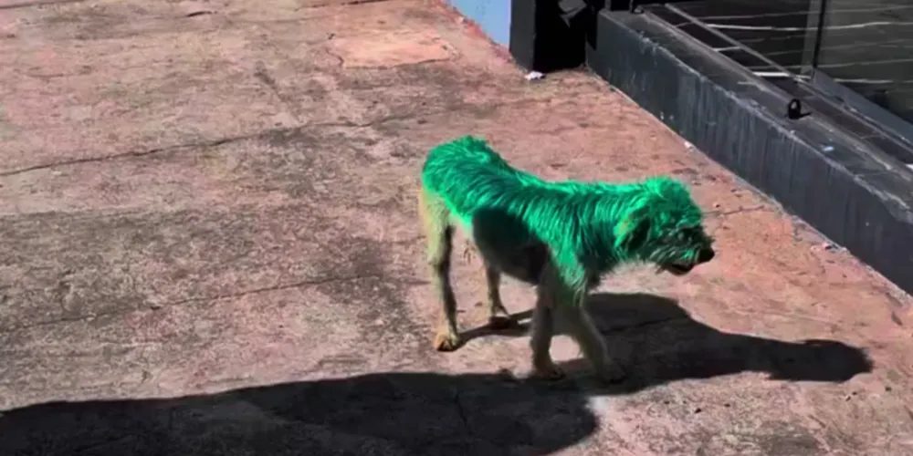 O animal estava pintado de verde