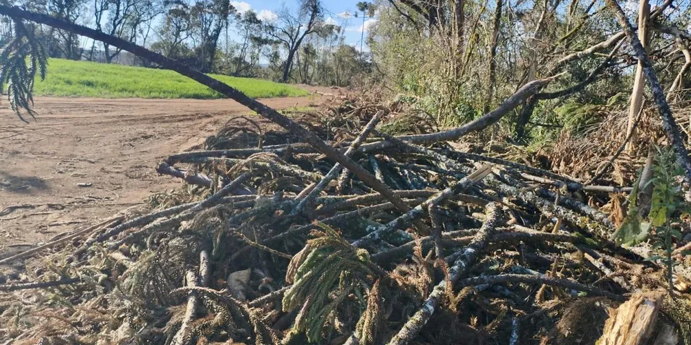 Os 308 pinheiros araucárias foram cortados ilegalmente no Paraná.