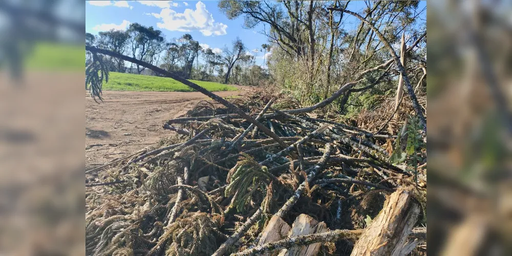 Os 308 pinheiros araucárias foram cortados ilegalmente no Paraná.