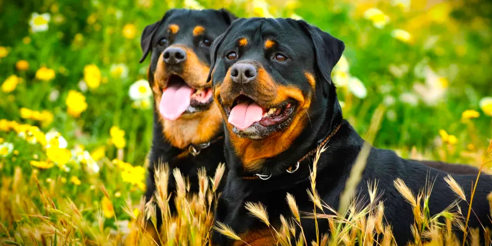 Cães já teriam sido vistos circulando pelas ruas em outros momentos