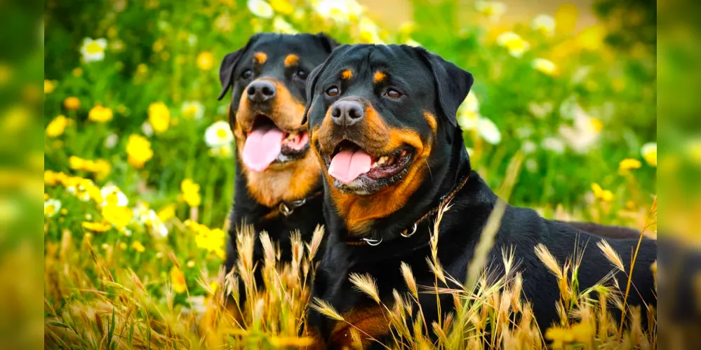 Cães já teriam sido vistos circulando pelas ruas em outros momentos