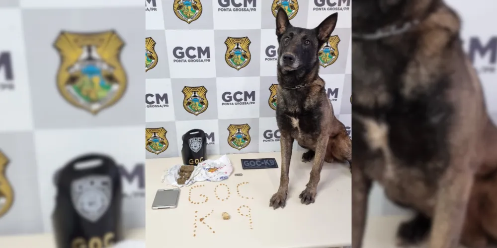 Entorpecentes foram levados para a 13ª Subdivisão Policial