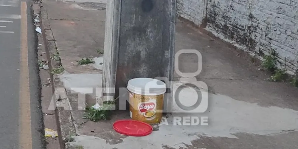 O balde com os seis filhotes foi deixado em via pública