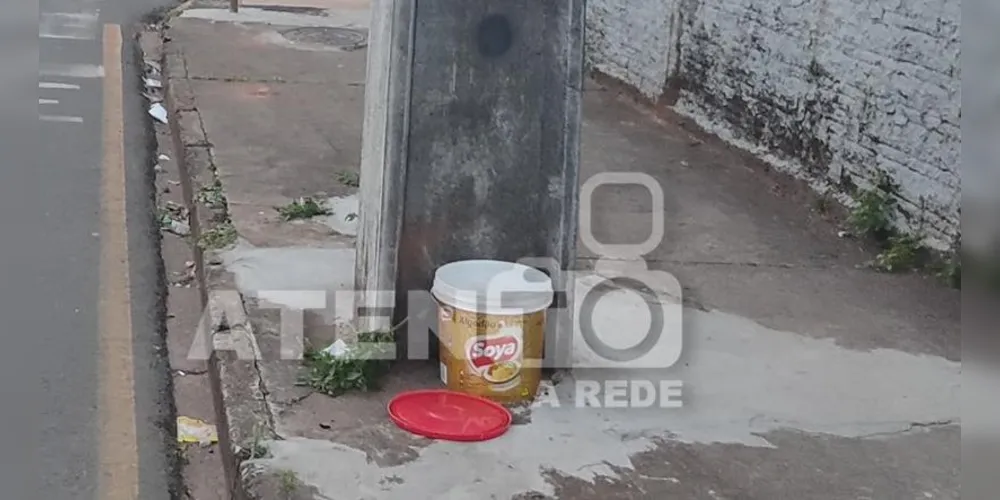O balde com os seis filhotes foi deixado em via pública