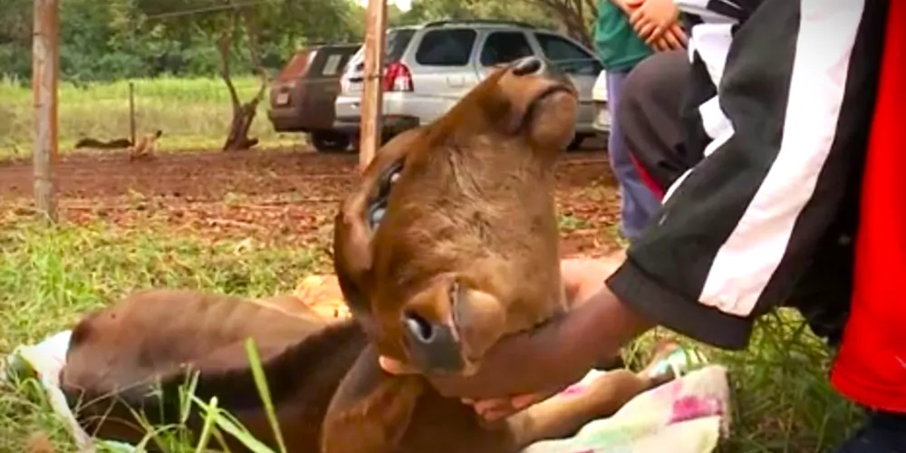 Devido ao peso da cabeça, animal ainda não consegue ficar em pé