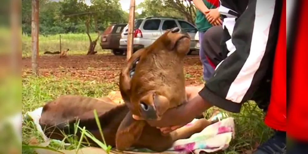 Devido ao peso da cabeça, animal ainda não consegue ficar em pé