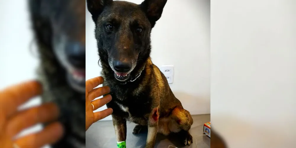 'Bolt' foi levado para assistência médica, após o atropelamento