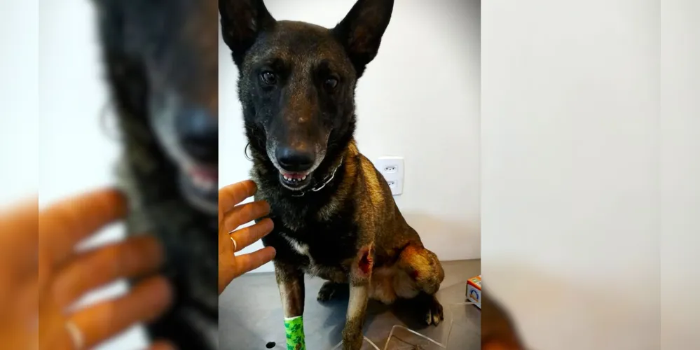 'Bolt' foi levado para assistência médica, após o atropelamento