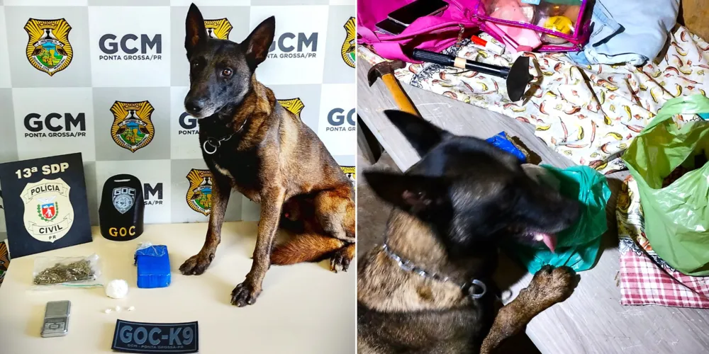 Ação foi realizado pelo 'Grupamento de Operações com Cães'