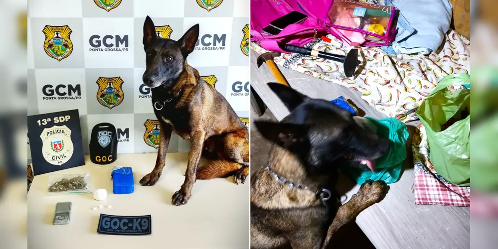 Ação foi realizado pelo 'Grupamento de Operações com Cães'