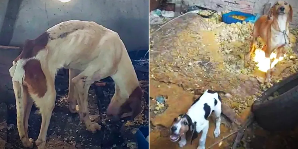 Animais foram resgatados na última quinta-feira (21)