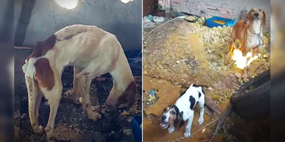 Animais foram resgatados na última quinta-feira (21)