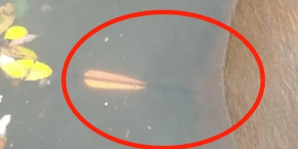 Artefato estava enfiado na lombar do animal