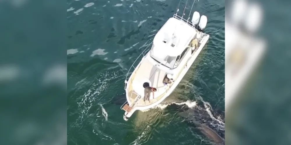 Animal está em extinção; fotógrafo captou o momento