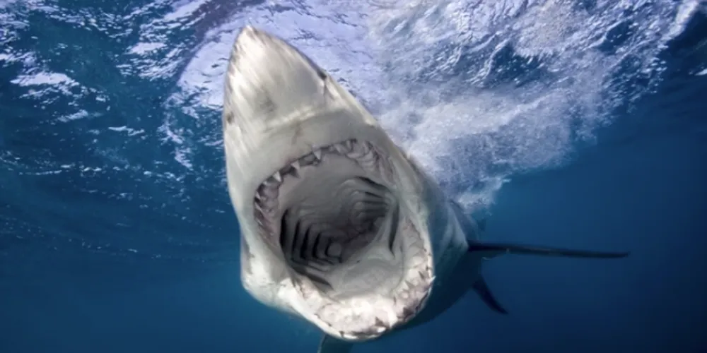 Tubarão-branco não costuma atacar humanos