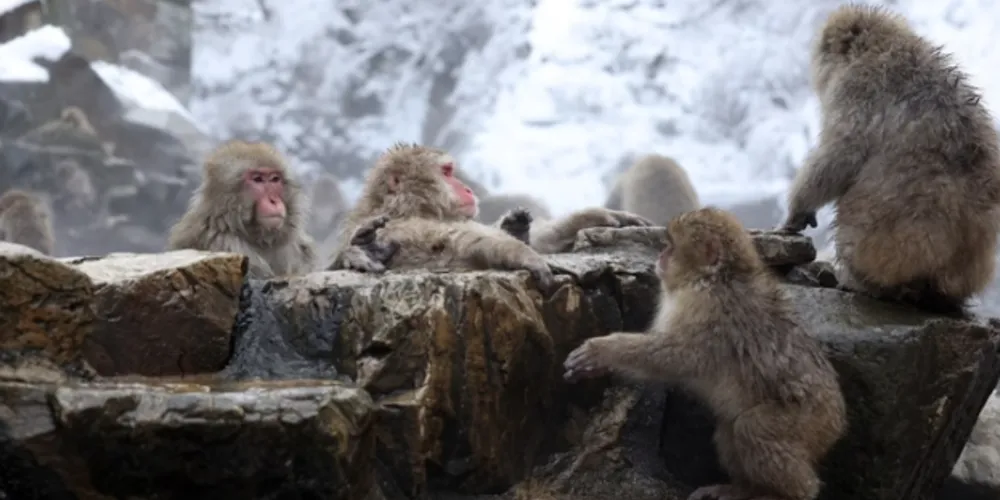 O comportamento é único no mundo e faz do local um ponto turístico e objeto de pesquisa científica