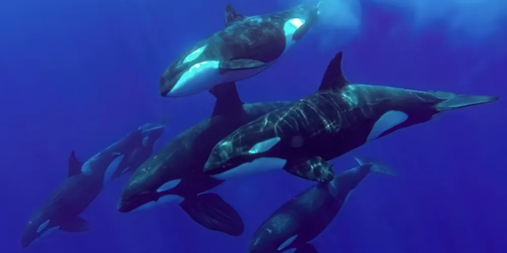 A interação foi flagrada durante uma expedição de mergulho no fiorde Kvænangen, ao norte da Noruega, em outubro de 2024