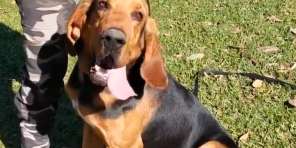 Apache teve um ano e meio de preparação técnica